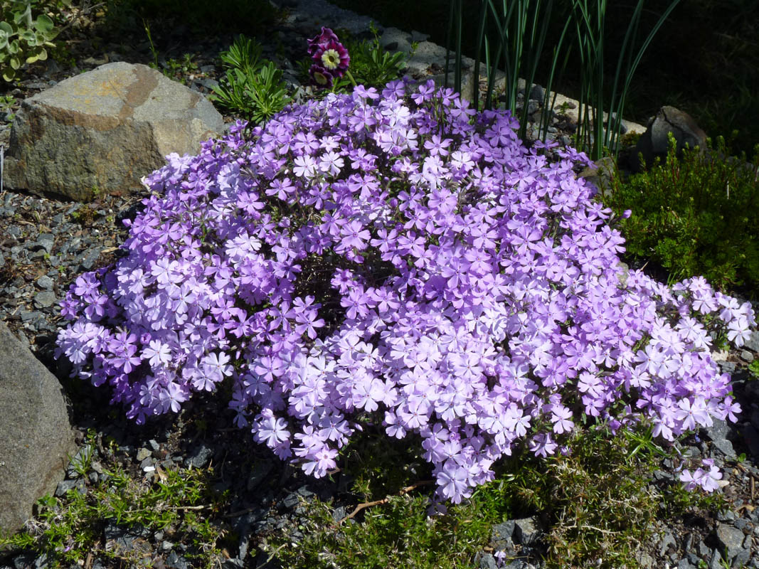Phlox subulata 'Purple Beauty' photo